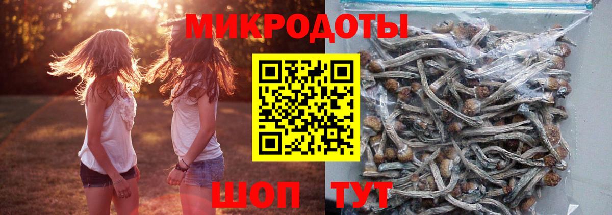 Галлюциногенные грибы Psilocybe Георгиевск